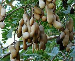 mkwaju tamarind tree