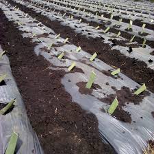 mulch