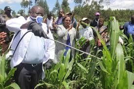 pesticide on maize