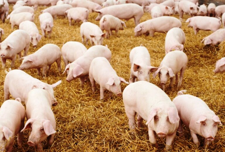 pigs photo by OxfordWords blogjpg