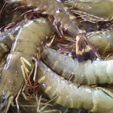 prawn fish