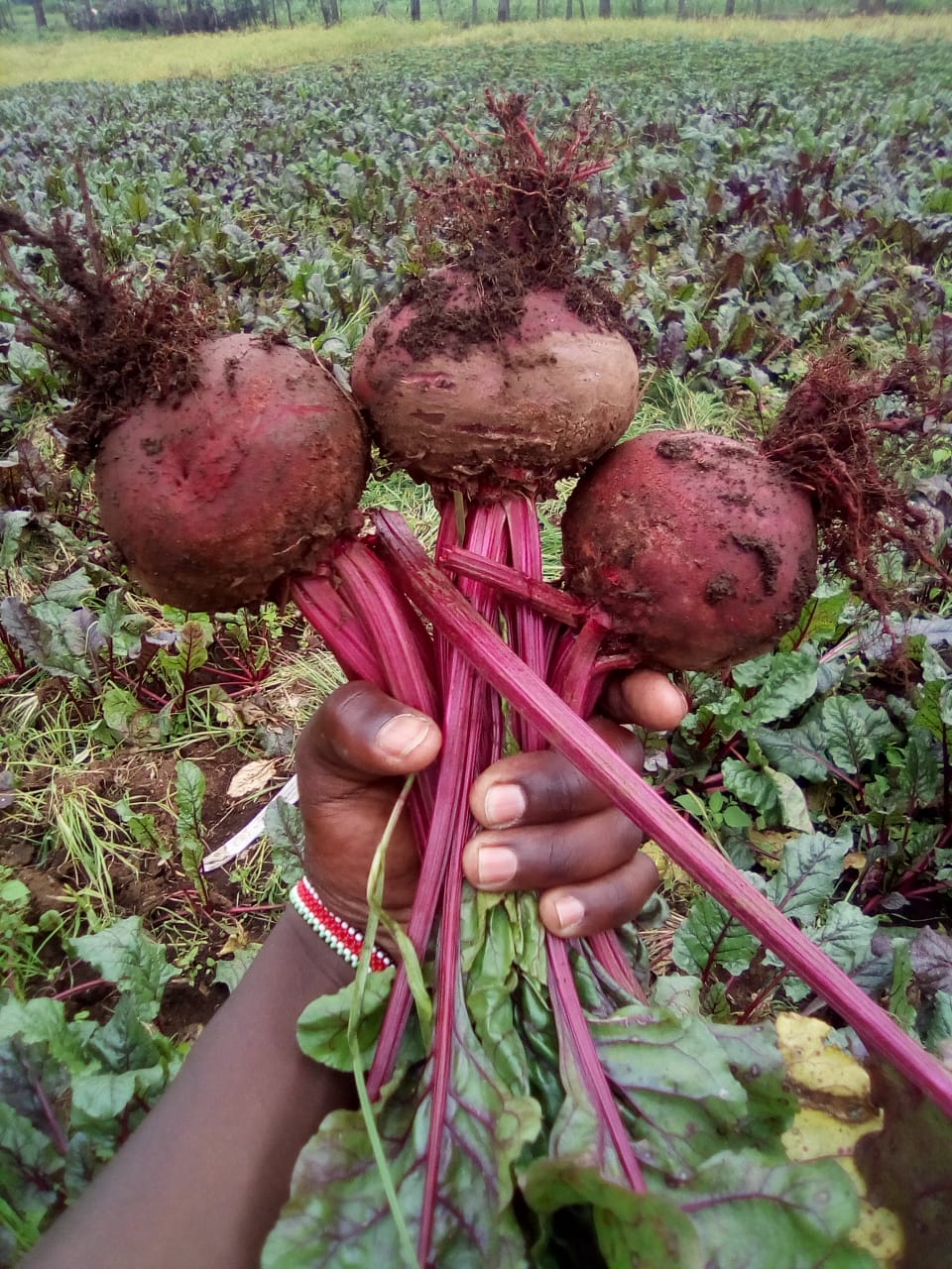 Beetroots