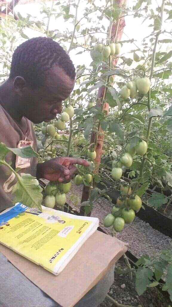 Ocholla tomato