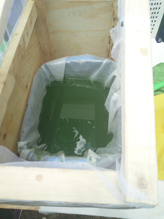 Spirulina