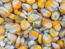 aflatoxin