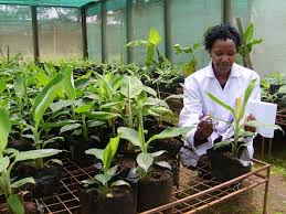 banana tissue culture