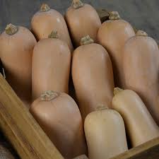 butternut squash