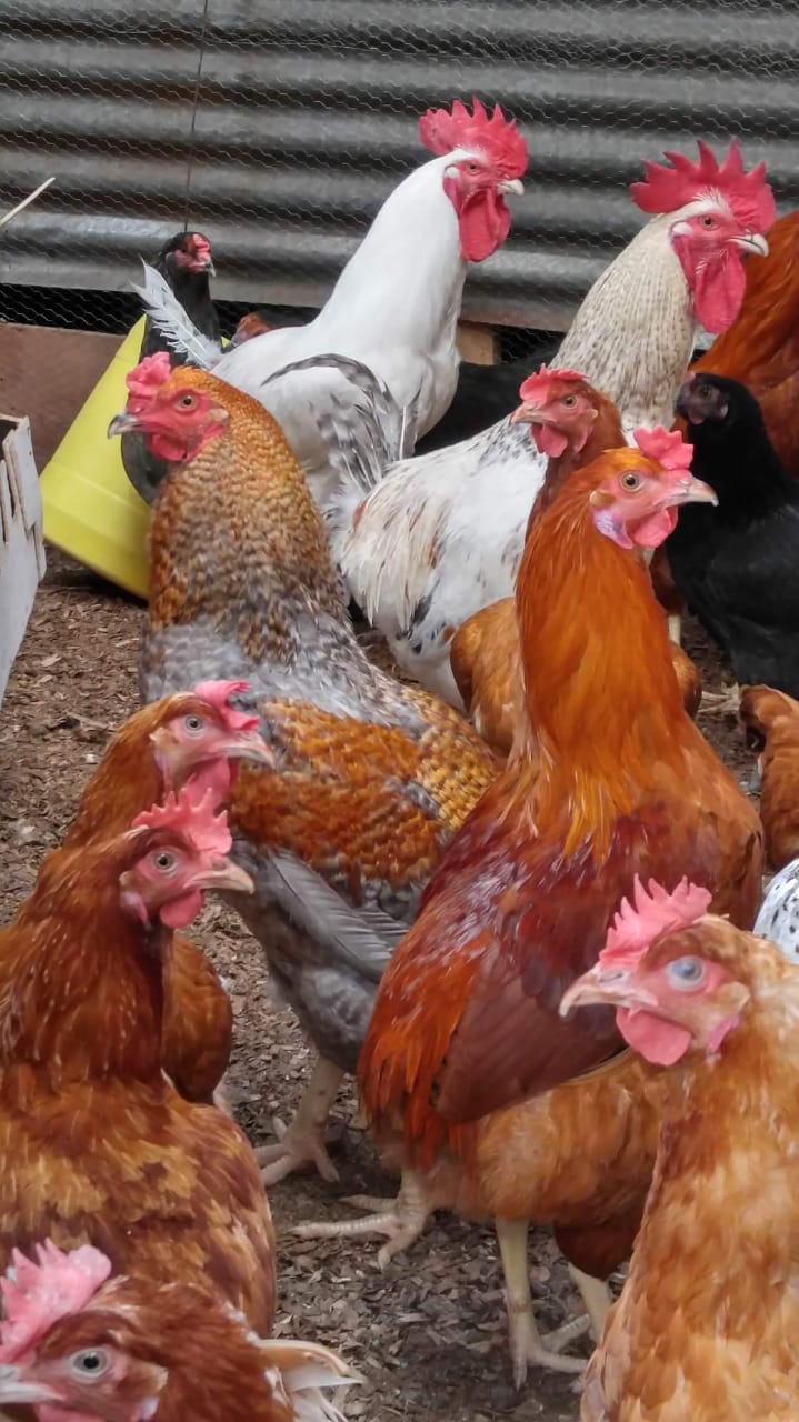 poultry chicken d