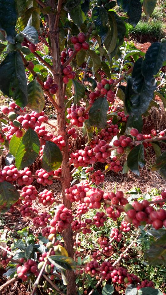 coffee plant