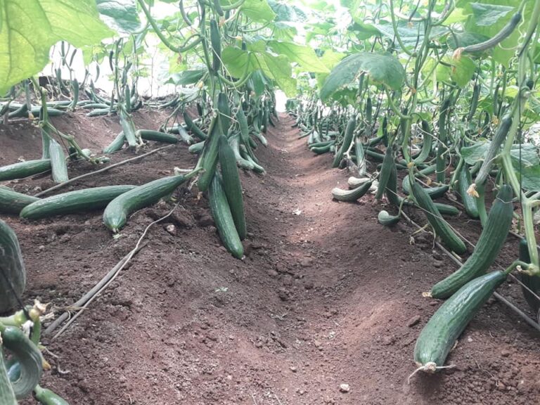 cucumbers