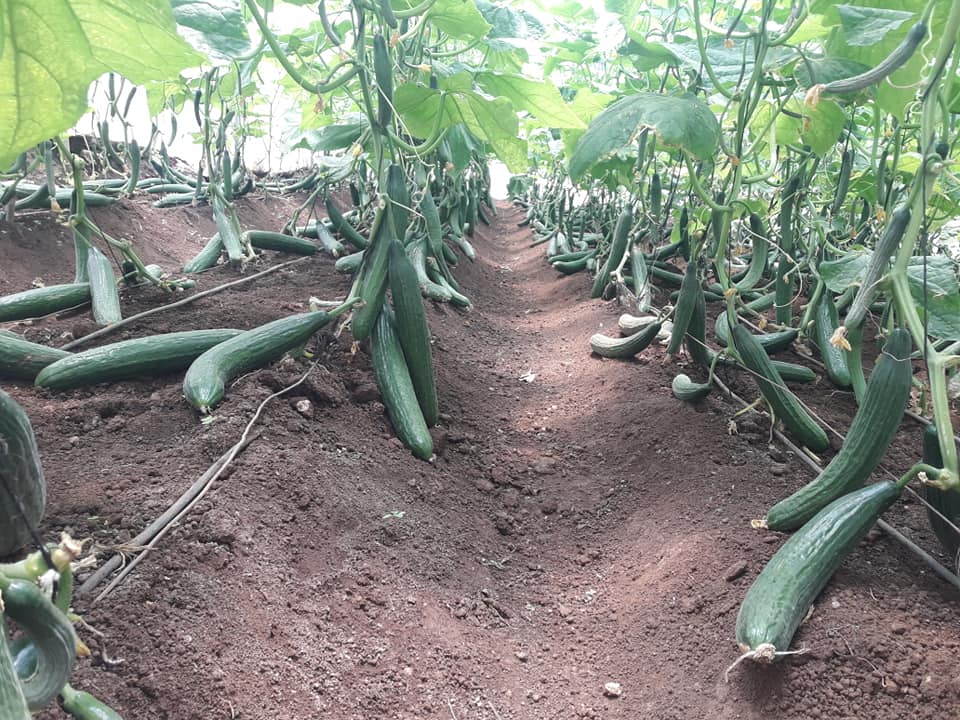 cucumbers