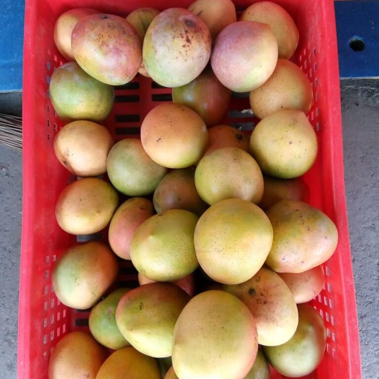 mango fruits