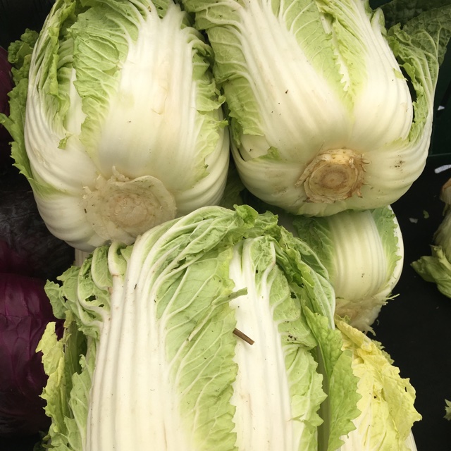 napa cabbage