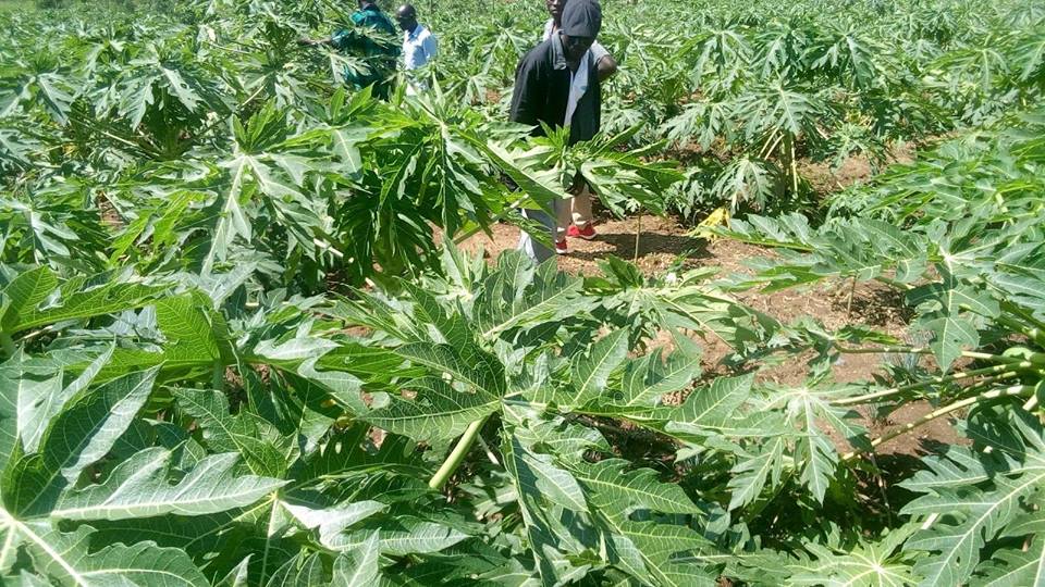 pawpaw farmers in the field