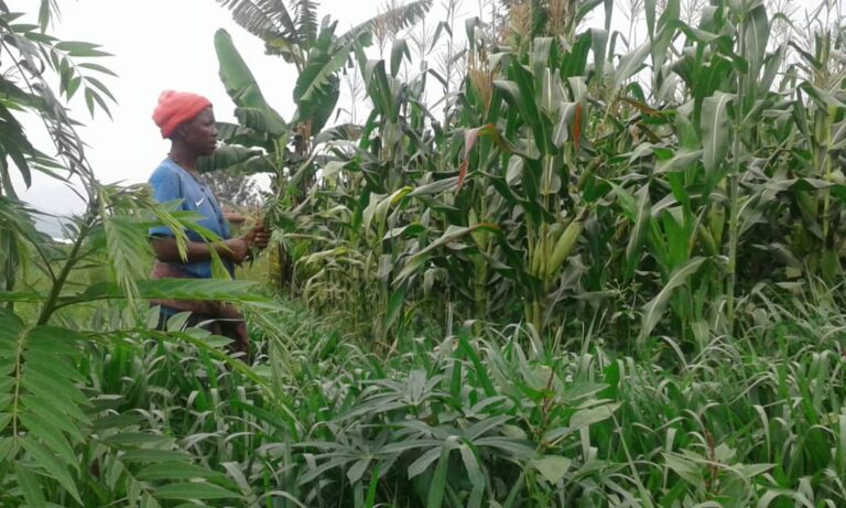 push pull maize napier