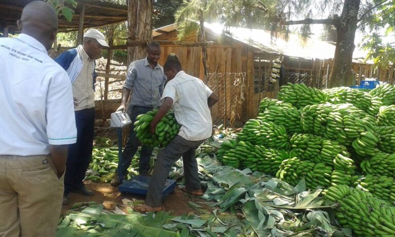 weighing bananas