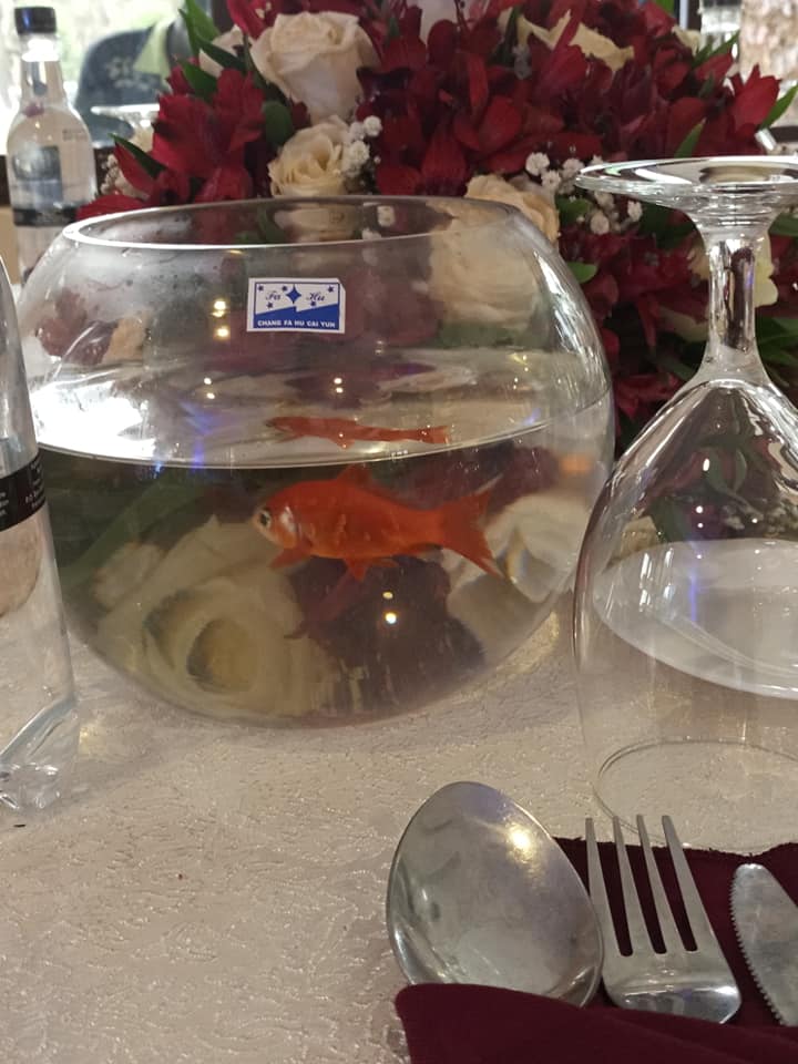 beauty fish decor