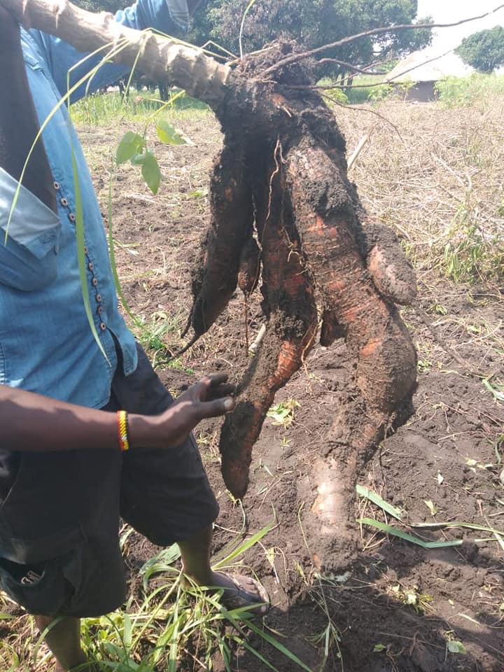 cassava tubbers