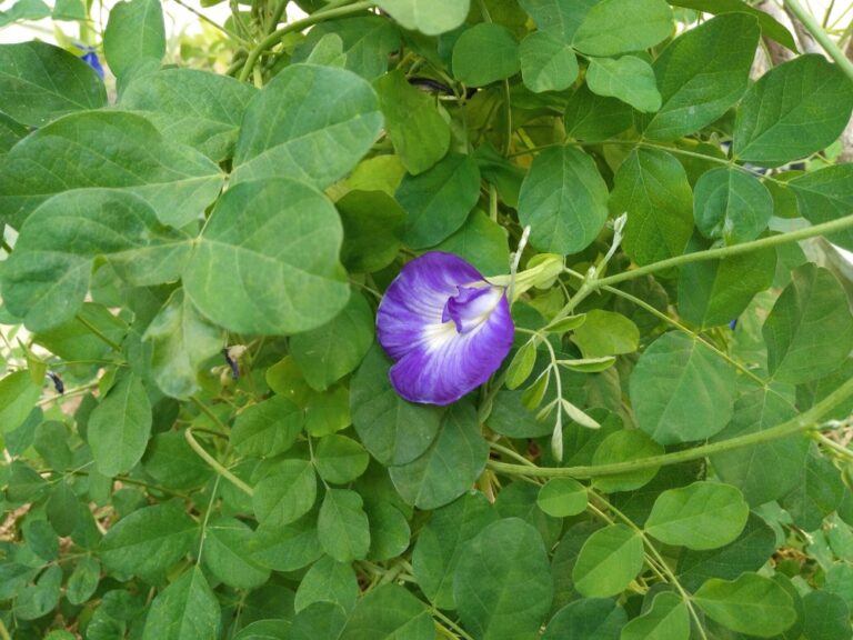 clitoria