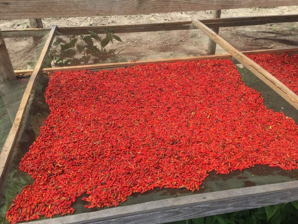 drying chilli1