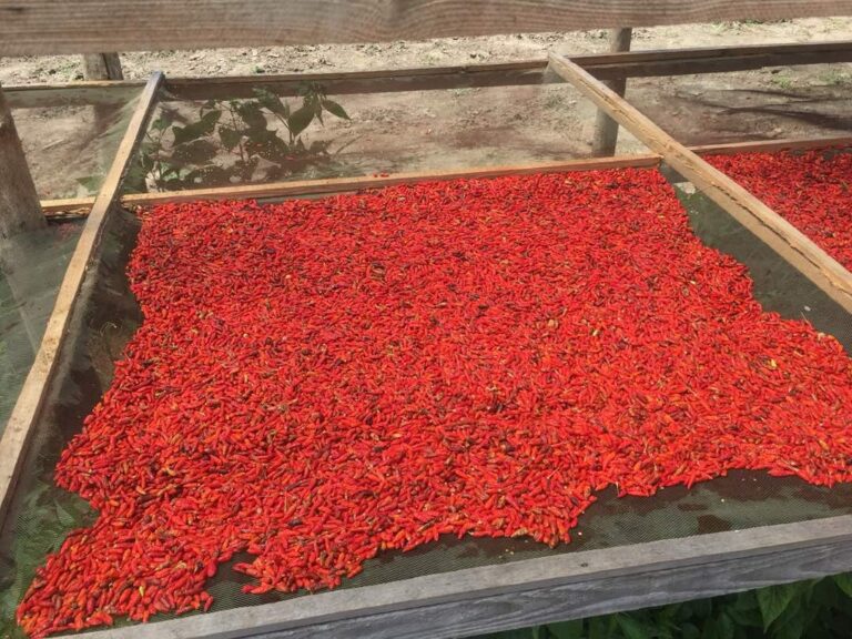 drying chilli1