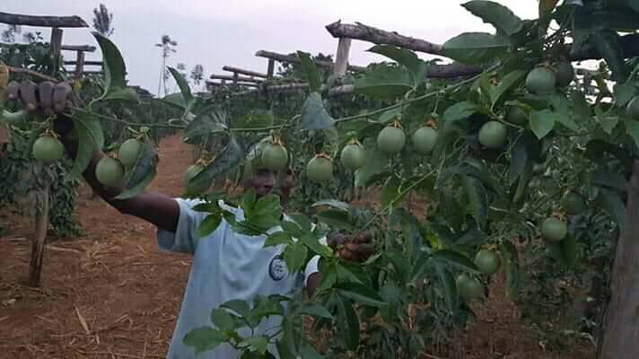 passion fruit farmer