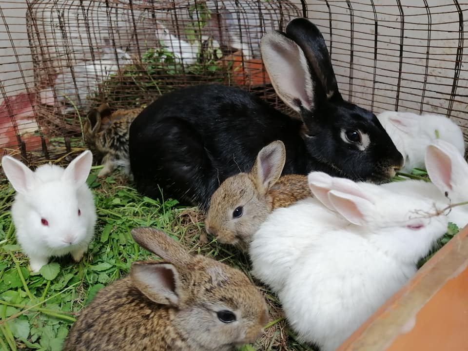 rabbits1