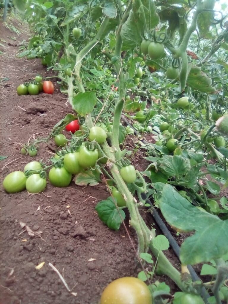 tomato5