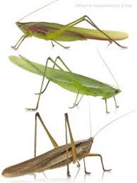 Longhorn Grasshopper1