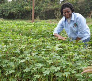 Prof. Abukutsa tends to sagaa at a demostration farm at JKUAT 300x262
