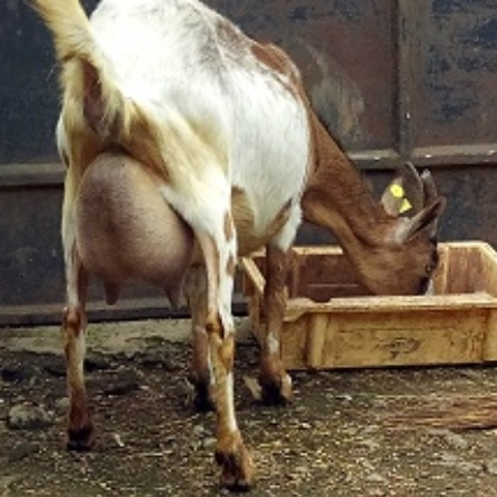 dairy goat