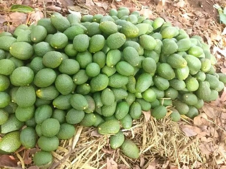 hass avocado variety
