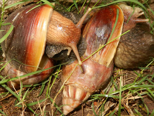 snails