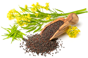 canola image