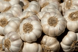 garlic 2