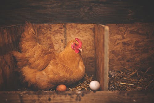 hatching