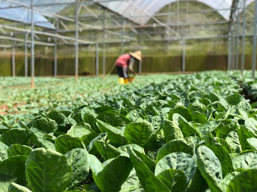 horticulture