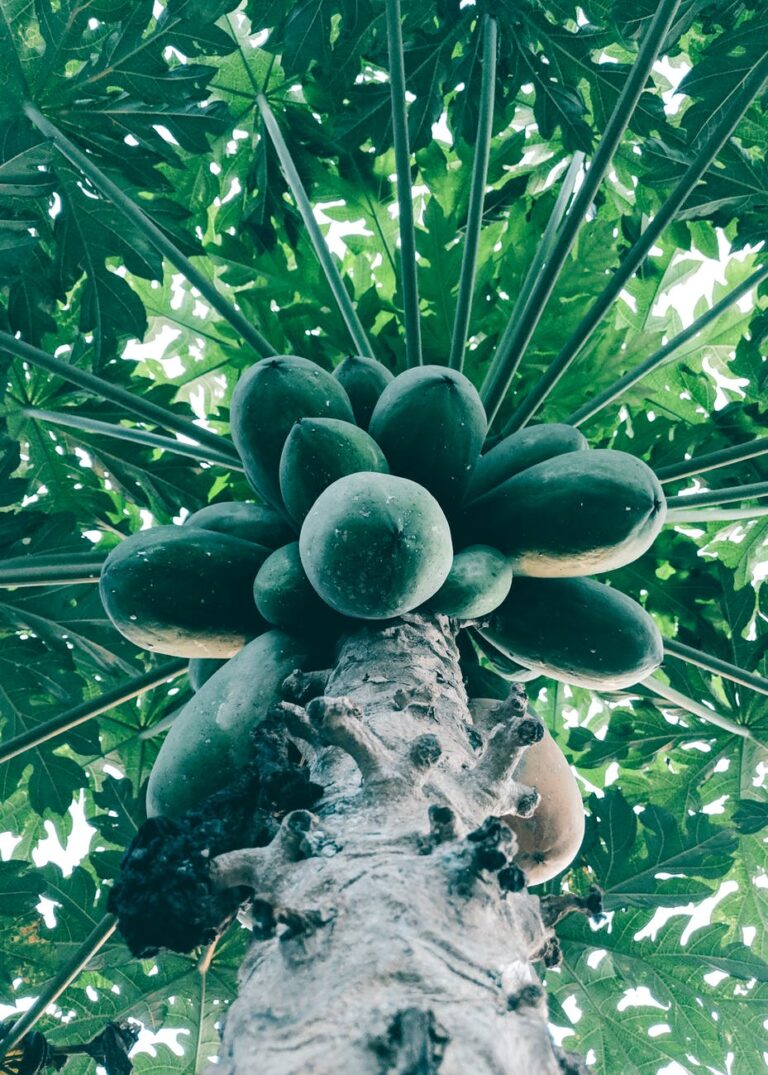 paw tree