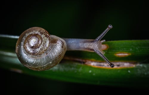 pexels snail 2