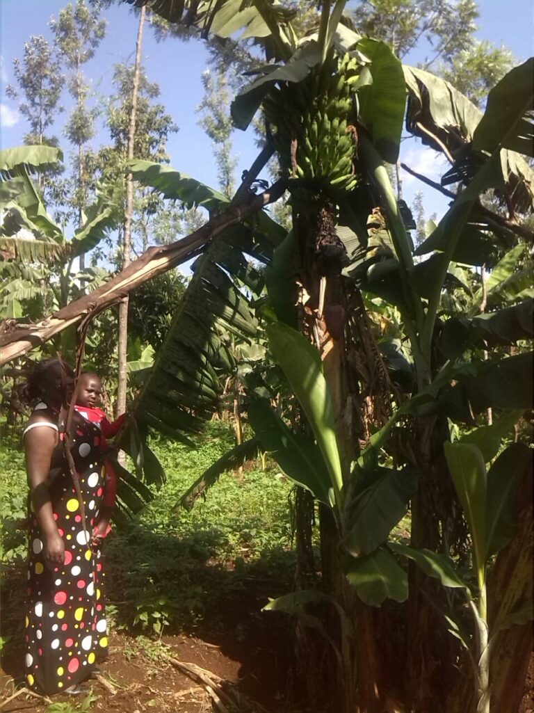banana ree