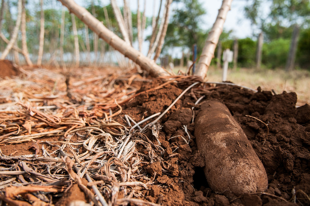 cassava
