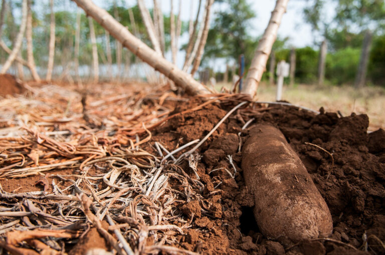 cassava