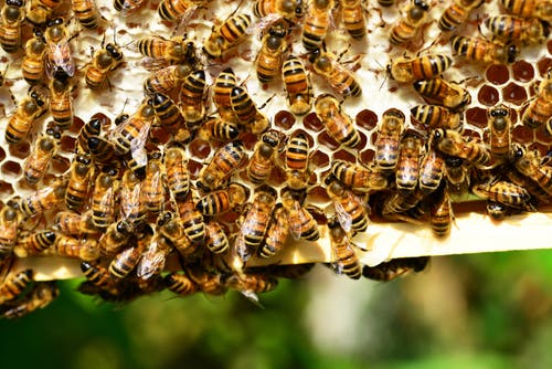 honey bees bees hive bee hive 53444