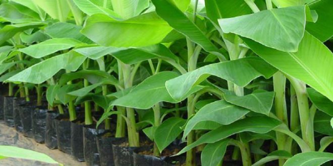 Banana Tissue Culture 1