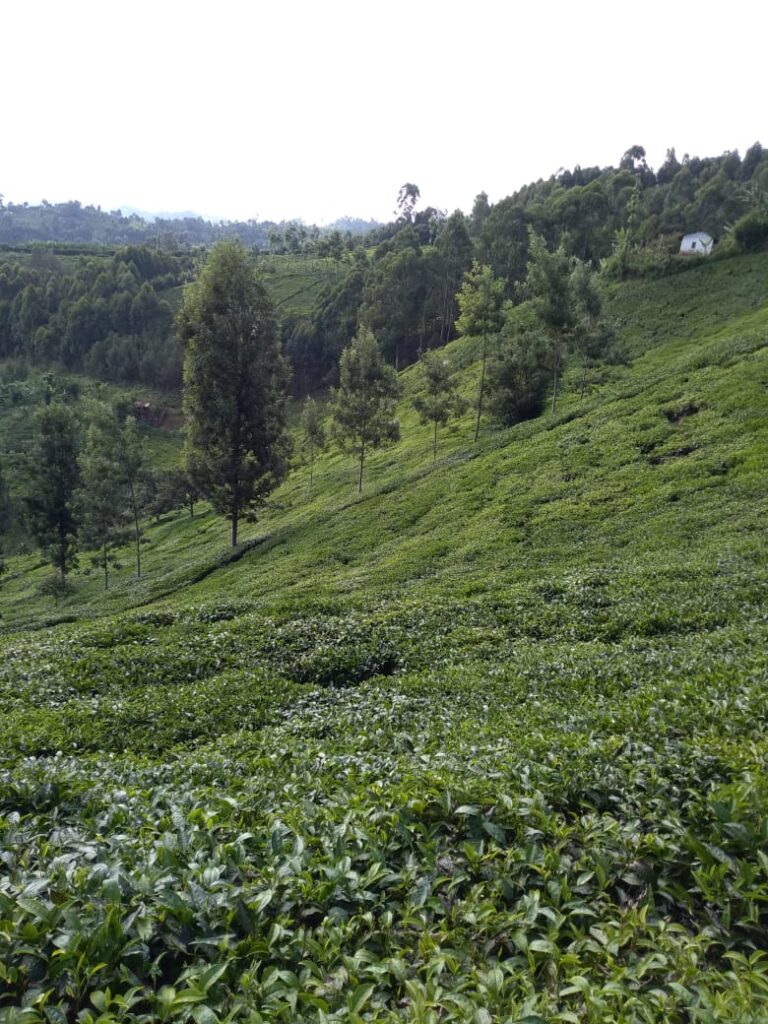 Tea fields