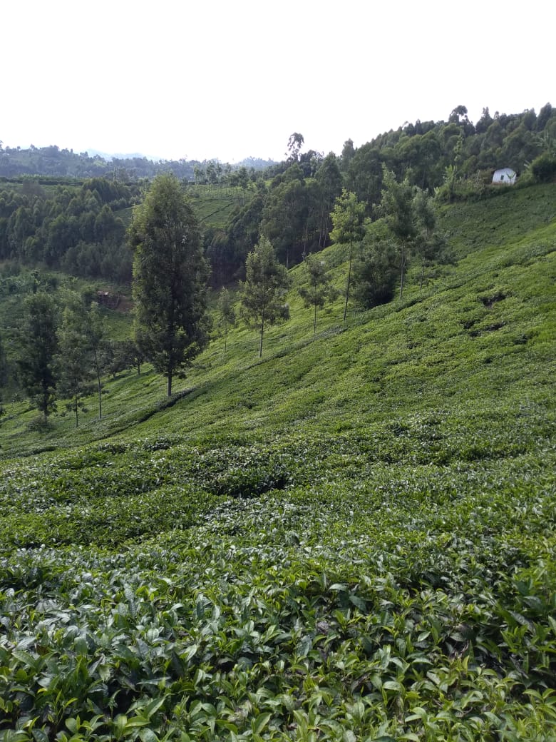 Tea fields