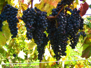 grapes1