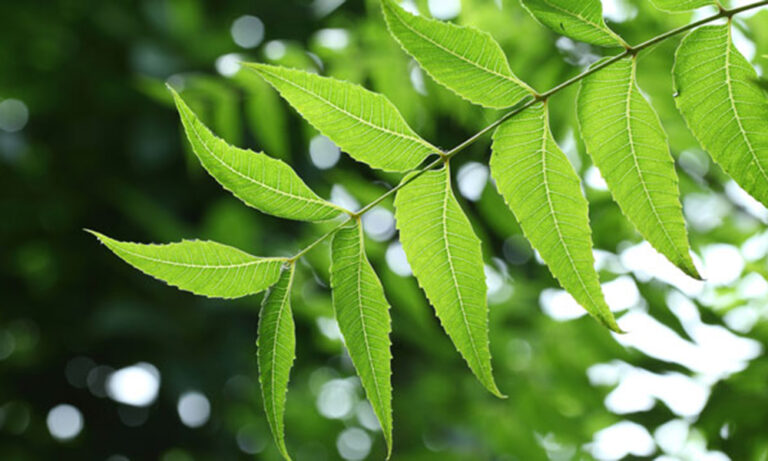 43730-neem-leaves_0.jpg