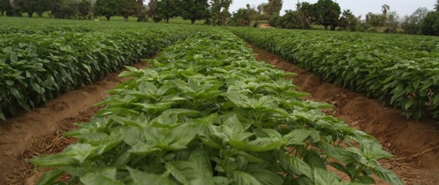 Vida_Fresh_basil_field.jpg