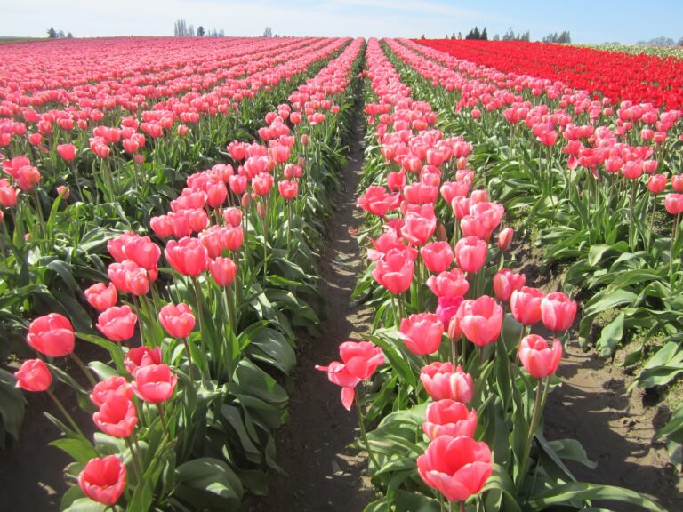 flower farms in kenya